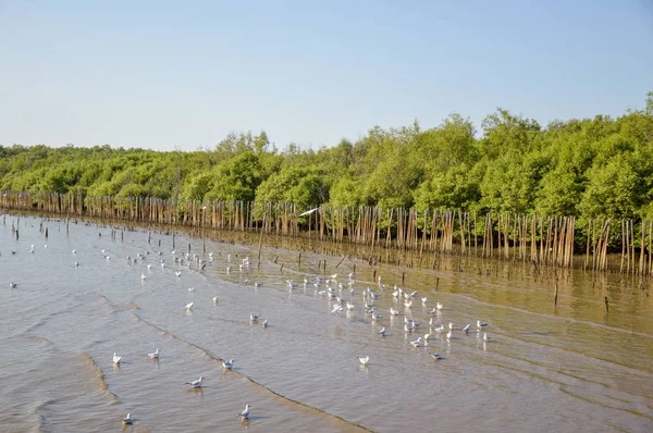 Seagull Bij Bang Beach Thailand — Stockfoto