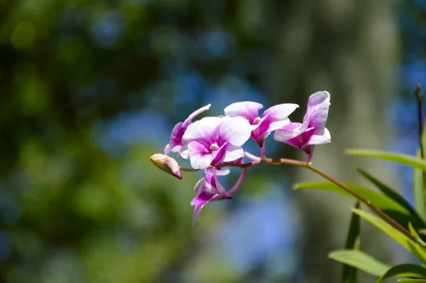 Fialová Orchidej Květina Zahradě Přírody — Stock fotografie