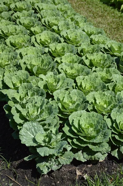 Green Cauliflower Plants Vegetable Garden — Stock Photo, Image