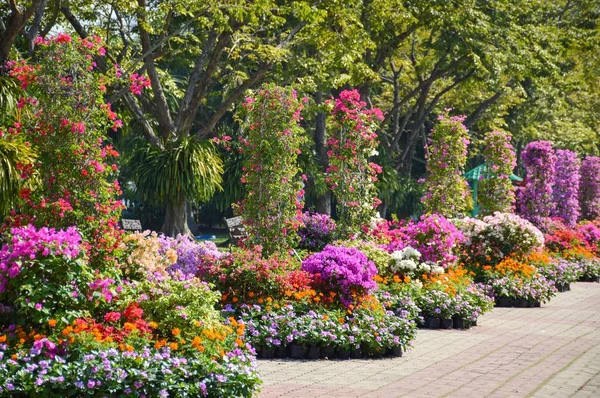 五颜六色的花在自然花园泰国 — 图库照片