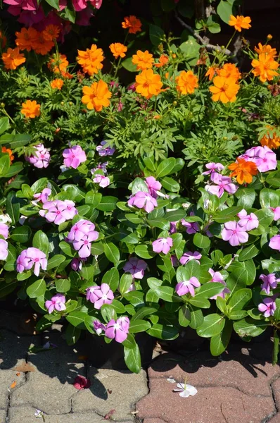 Catharanthus Roseus Flower Nature Garden — Stock Photo, Image