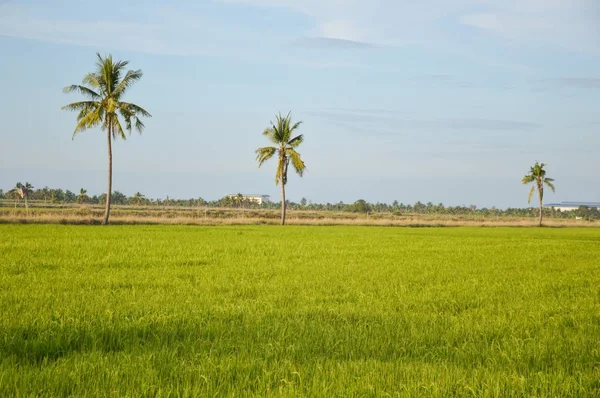 タイの緑の米の木 — ストック写真