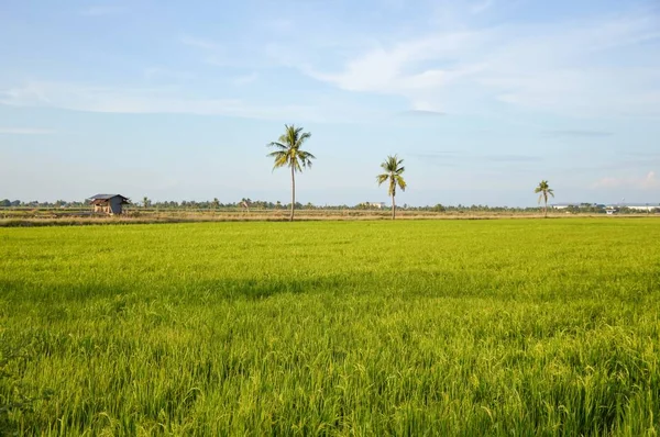 Tayland Yeşil Pirinç Ağacı — Stok fotoğraf