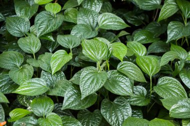 Taze yeşil kavalcı sarmentosum bitkisi doğa bahçesinde