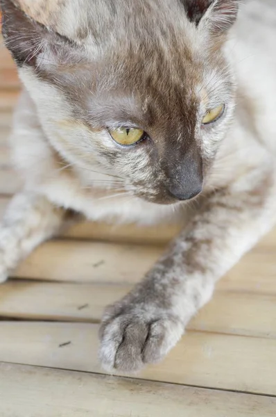 Tabby Katze Auf Bambusboden — Stockfoto