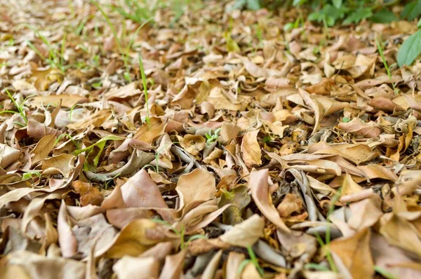 Folhas Secas Chão Jardim Outono — Fotografia de Stock