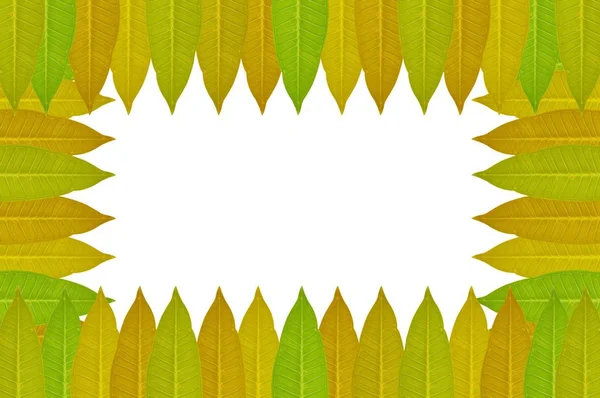 Frische Grüne Blätter Auf Weißem Hintergrund — Stockfoto