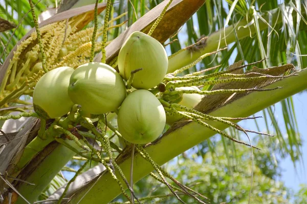 Fructe Proaspete Nucă Cocos Verde Grădină Naturală — Fotografie, imagine de stoc