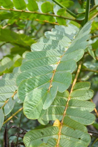 Hojas Senna Alata Verde Fresco Jardín Natural —  Fotos de Stock