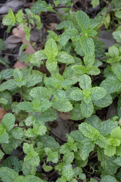 Fechar Plantas Hortelã Cozinha Jardim Natureza — Fotografia de Stock