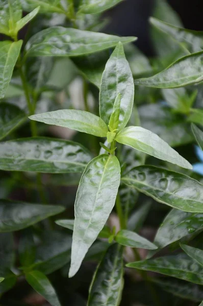Andrographis Paniculata Plant Nature Garden — Stock Photo, Image