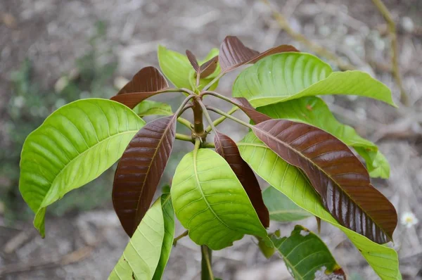 Frische Grüne Mangoblätter Naturgarten — Stockfoto