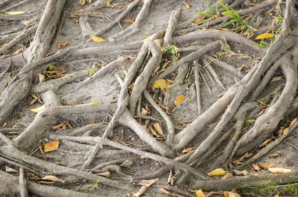 Racine Banyan Arbre Sur Sol — Photo