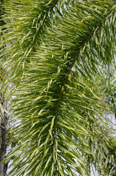 Feuilles Palmier Areca Dans Jardin Naturel — Photo