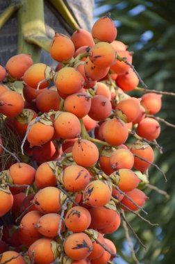 palmiye meyve doğa Garden'da kapatın