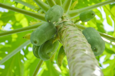 Yeşil papaya ağacında sebze bahçesi