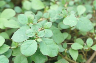 Yerde yeşil bir bitki