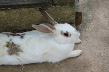 çimento katta sevimli tavşan