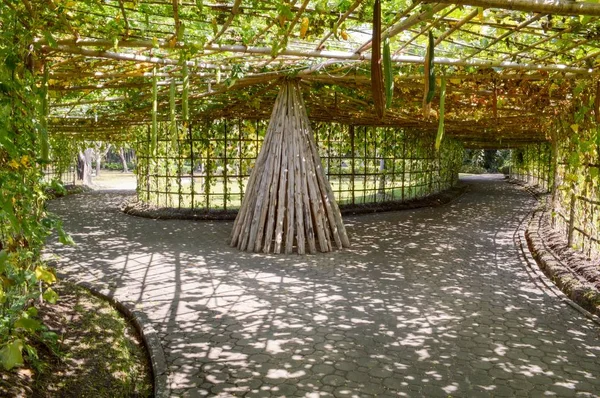 Luffa Aegyptiaca Pflanzentunnel Naturgarten — Stockfoto
