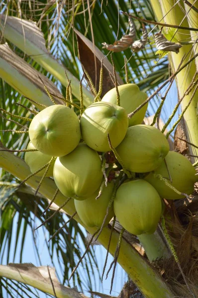 Pohon Kelapa Kebun Cocos Nucifera — Stok Foto