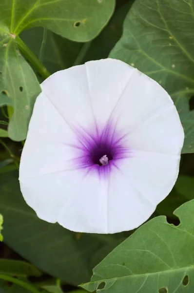 Witte Ipomoea Aquatica Bloem Natuur Tuin — Stockfoto