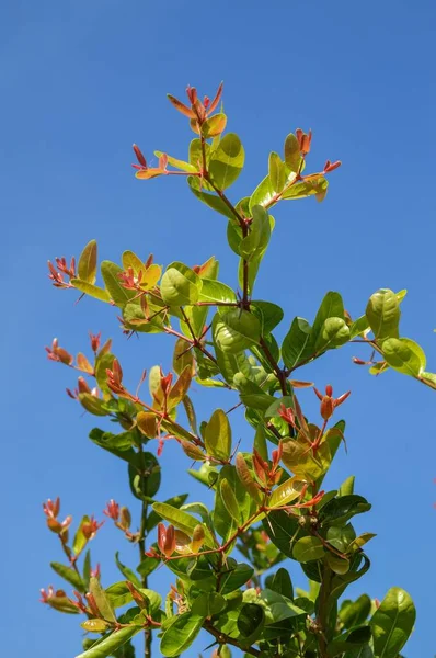 Zbliżenie Świeżych Zielonych Liści Karonda Ogrodzie Przyrodnim — Zdjęcie stockowe