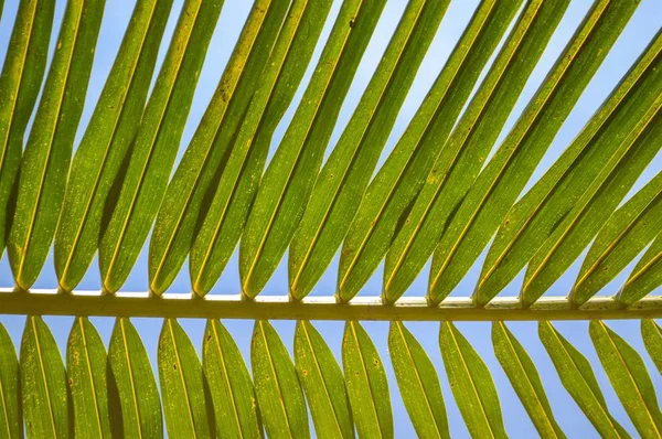 Свежие Зеленые Листья Кокоса Голубом Небе — стоковое фото