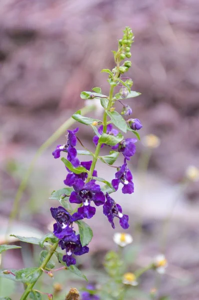 Angelonia Goyazensis Flower Nature Garden — Stock Photo, Image