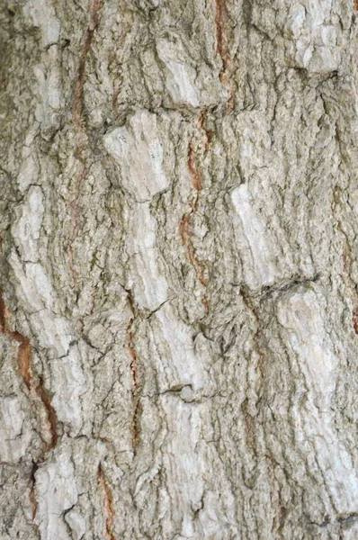 Zbliżyć Suche Drzewa Kory Tekstury — Zdjęcie stockowe