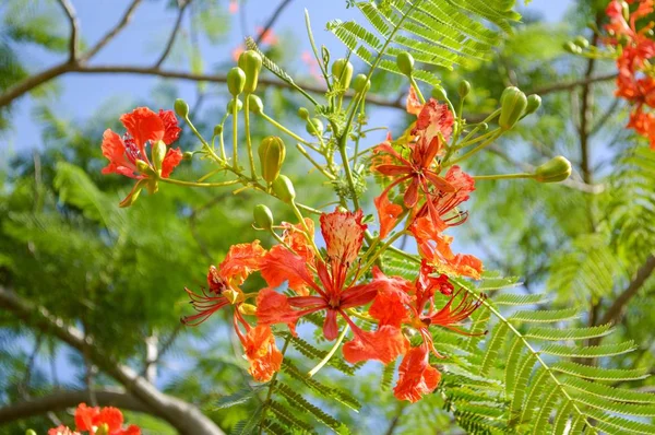 Flam Boyant Flower Nature Garden — Stock Photo, Image