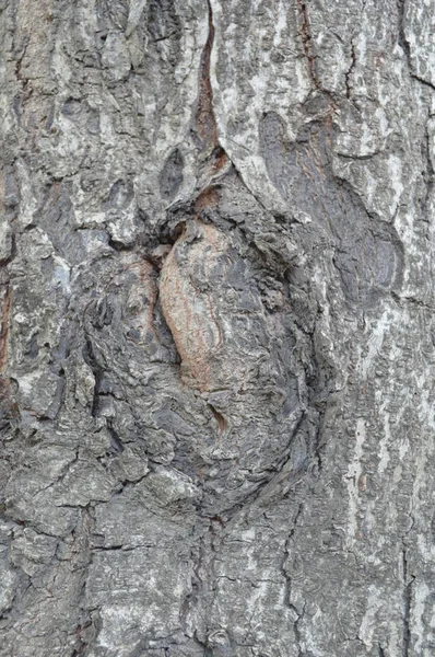 Närbild Torr Bark Träd Konsistens — Stockfoto