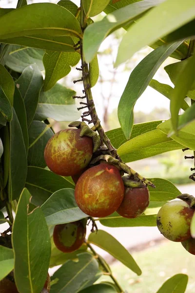 Diospyros Malabarica Frukt Naturen Trädgård — Stockfoto