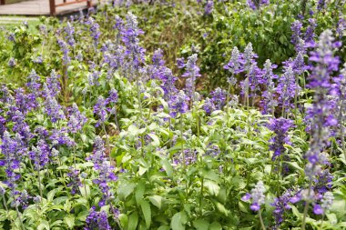 mavi ada çayı çiçeği çiçek doğa Bahçe