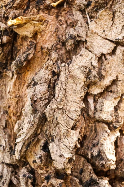 나무껍질의 질감을 닫는다 — 스톡 사진