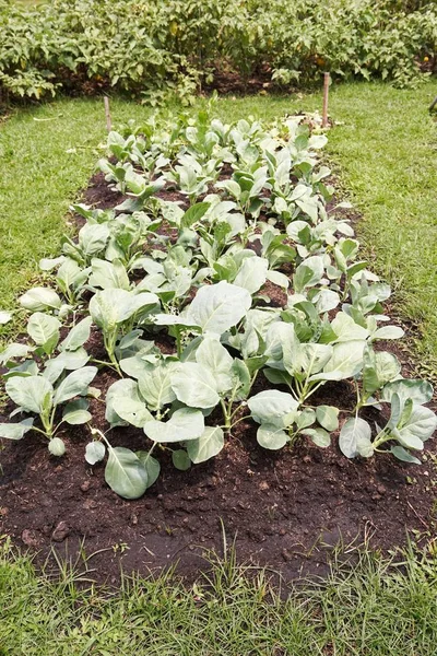 Frische Grüne Brassica Alboglabra Pflanze Naturgarten — Stockfoto