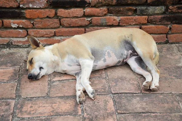 Милий Собака Спить Цегляній Підлозі — стокове фото