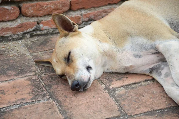 Χαριτωμένος Σκύλος Κοιμάται Στο Πάτωμα Τούβλο — Φωτογραφία Αρχείου
