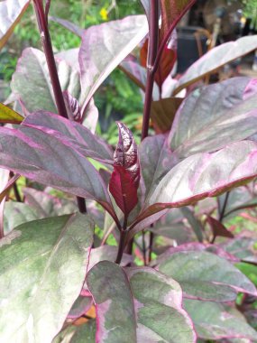 Doğa bahçesinde karikatür bitkisi