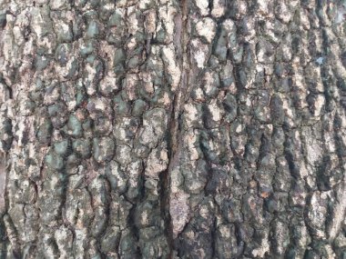 Ağaç kabuğu desenini kapat