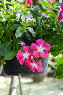 Doğa bahçesinde pembe Catharanthus gülü