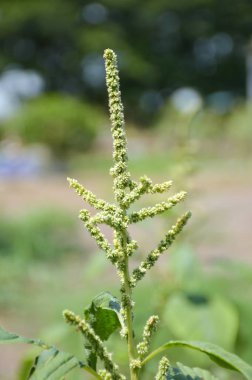 Taze yeşil Amaranthus Viridis ağacı doğa bahçesinde