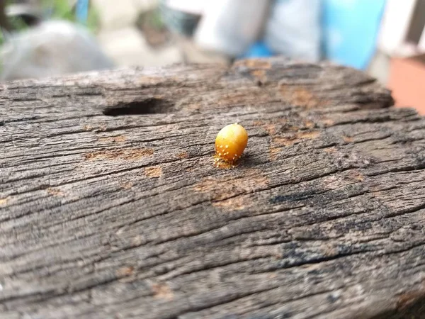 Cogumelo Madeira Seca — Fotografia de Stock