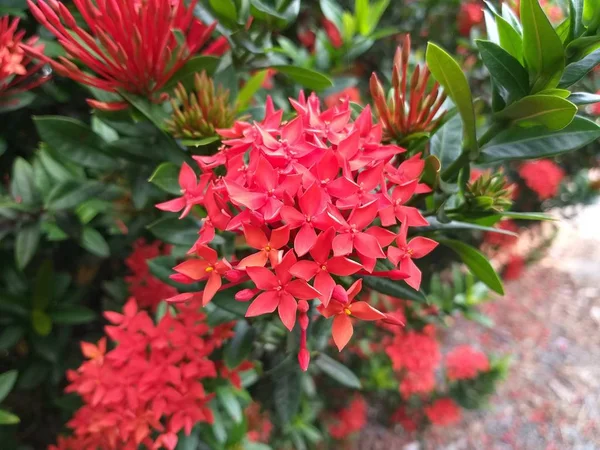 Червона Квітка Іксори Природному Саду — стокове фото