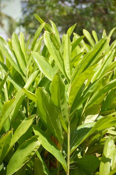 Frische Grüne Alpinia Galgant Pflanze Naturgarten — Stockfoto