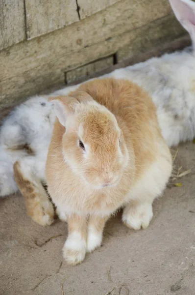 Lindo Conejo Piso Cemento —  Fotos de Stock