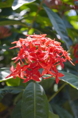 Doğa bahçesinde kırmızı Ixora kakusinea çiçeği