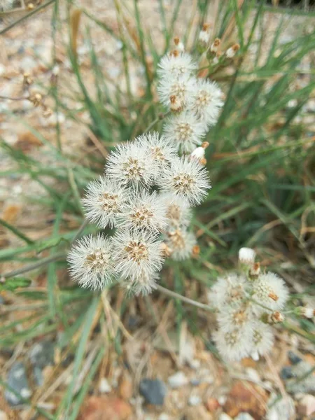 Bahçede Küçük Ironweed Çiçek Yakın — Stok fotoğraf