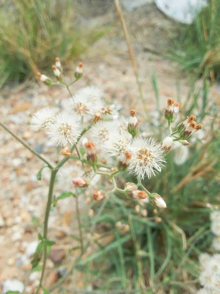 Közelről Kis Ironweed Virág Kertben — Stock Fotó