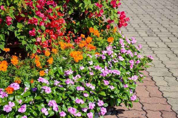 красочный цветок в природном саду Таиланда
