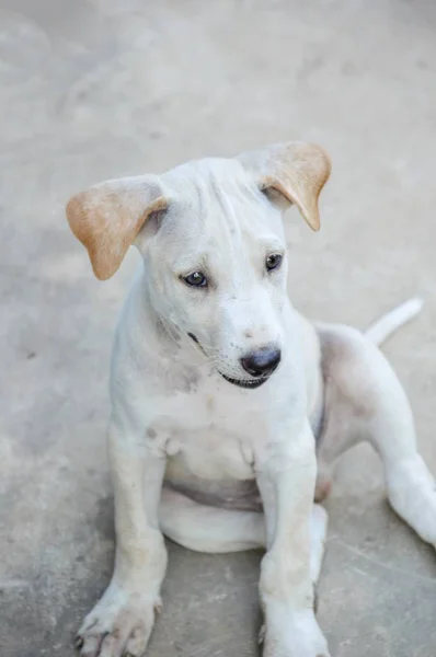 Lindo Perro Blanco Piso Cemento —  Fotos de Stock